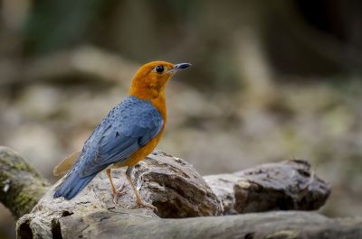 Damadrossel / Orange-headed Thrush